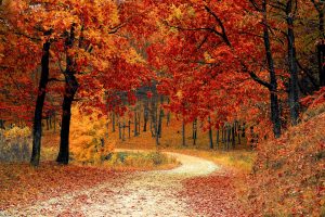 article l'automne en ayurveda gwenaelle batard lait d'or