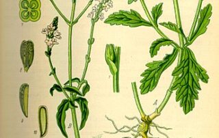 Verbena_officinalis-verveine