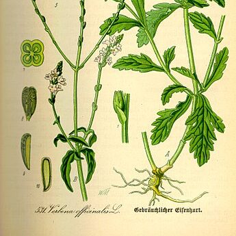 Verbena_officinalis-verveine